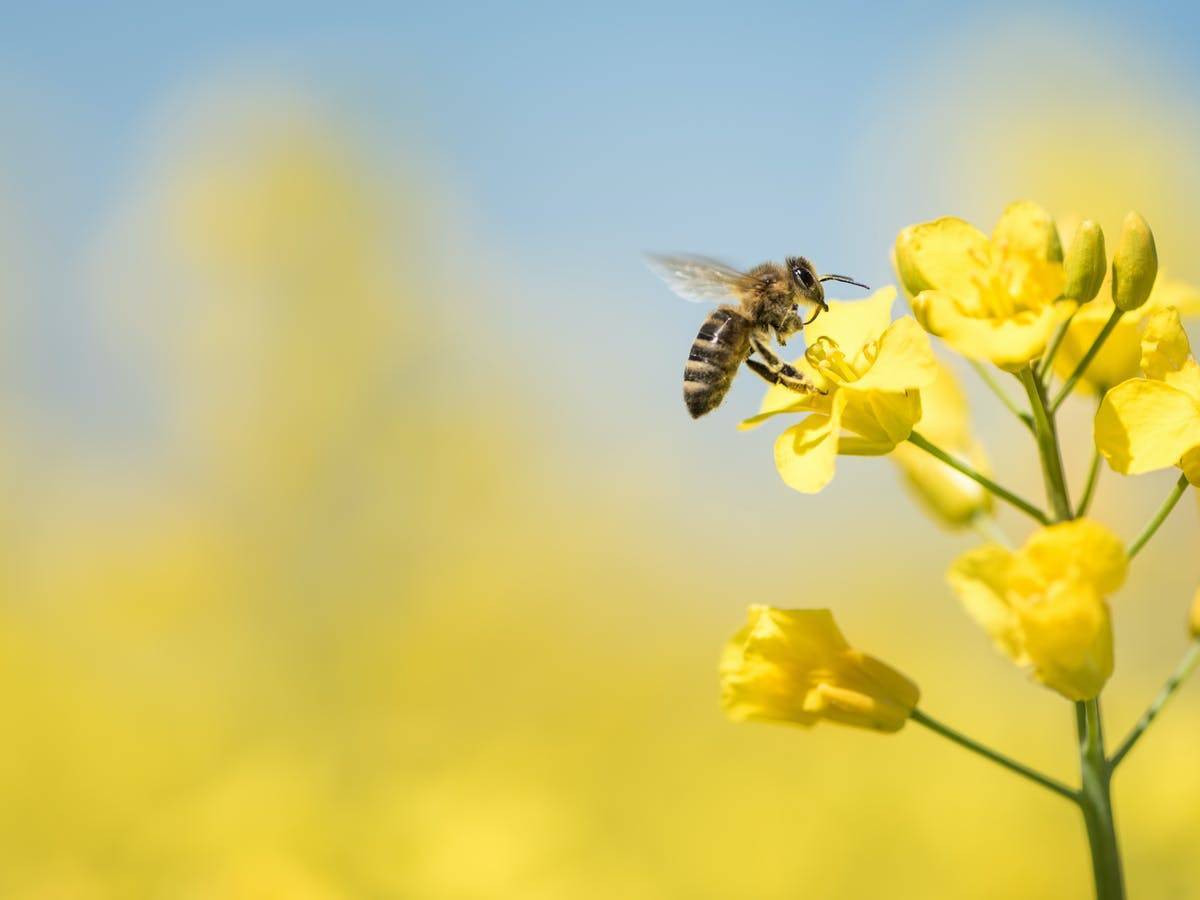 Bee Venom | Skin Nutrient™