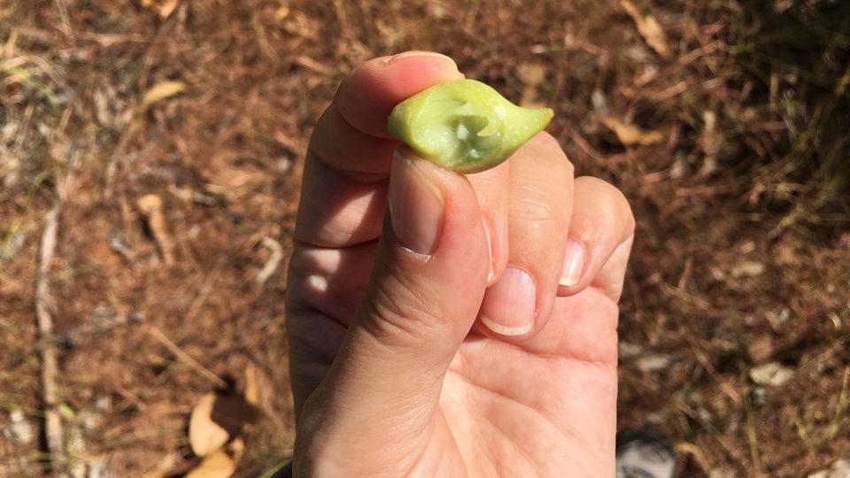 Natural skin benefiting ingredients found in Australia