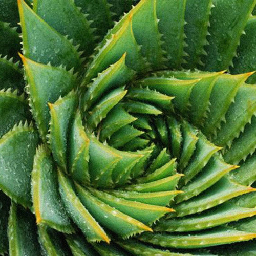 Aloe Vera | Skin Nutrient™