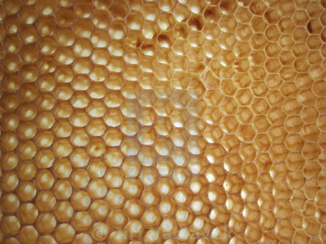 Bees Wax | Skin Nutrient™